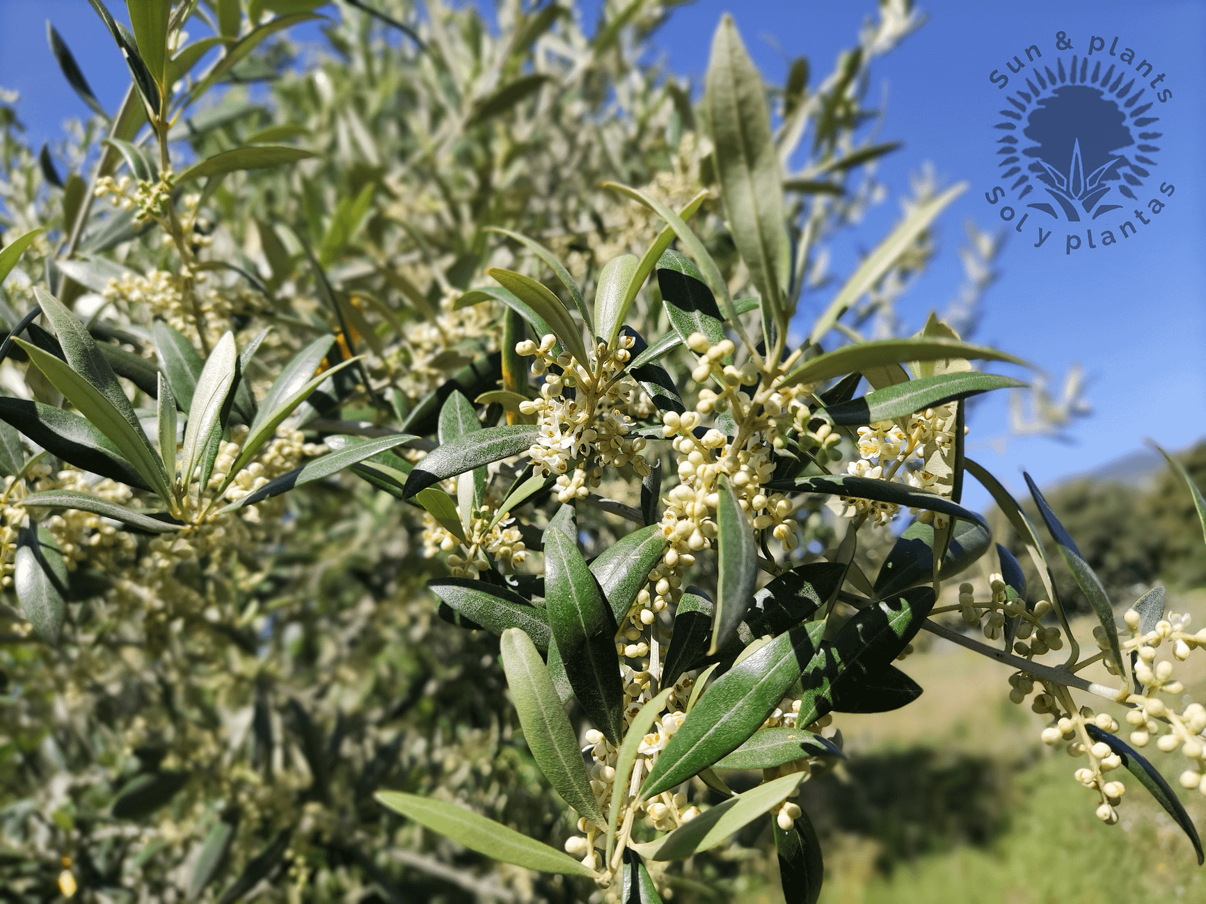 Rapa, la flor del olivo