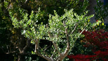 Un olivo en tu jardín: plantación y mantenimiento.