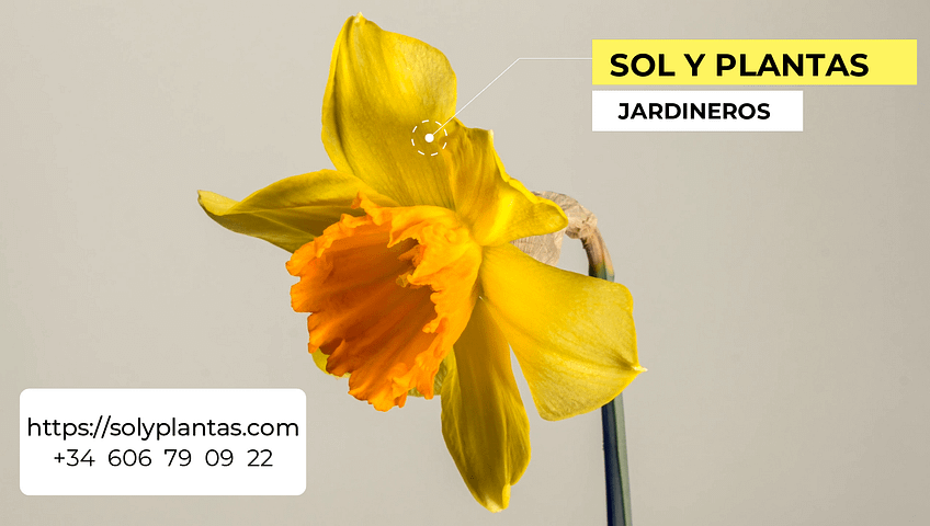 Somos tus jardineros