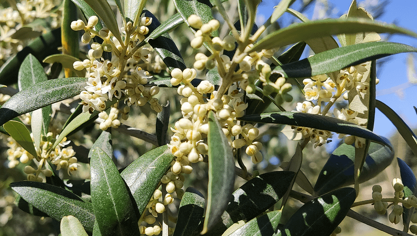 Flor de olivo