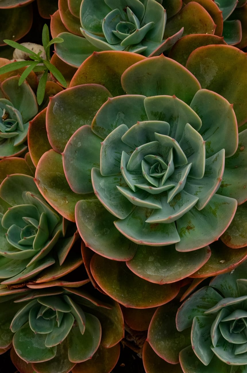 Detalle de planta suculenta para una perfecta armonía en tu jardín con olivo.